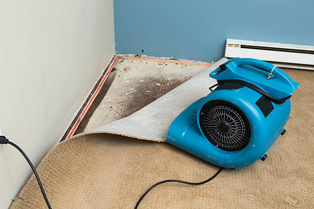 Best Flood damage cleanup  in Ferry Pass, FL
